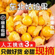 【順豐送貨上門(mén)】現摘姑娘果整箱東北燈籠果應季洋菇香甜特產(chǎn)新鮮 帶箱1斤【單果5-8g】