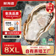 鮮海道【品質(zhì)】鮮海道生態(tài)生蠔  乳山牡蠣 活鮮海蠣子生鮮貝類(lèi) 品質(zhì)升級8XL-凈重9斤
