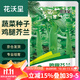 花沃里雞腿芥蘭10g/包 蔬菜種子盆栽陽(yáng)臺種菜土四季菜籽陽(yáng)臺/庭院種植