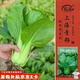 壽禾 上海青種子苗油菜小白菜秋四季蔬菜種籽 濰豐高柳上海青種子25g