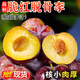 庾豐當季新鮮現(xiàn)摘脆紅李 新鮮水果整箱 孕婦脫骨青紅李子 團購送禮 5斤裝（凈果4.5斤）甄選果 顆顆甄選 產(chǎn)地直發(fā)