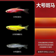 寵瑜斑馬魚(yú)燈科魚(yú)大號活體冷淡水新練手好養紅綠燈小型熱帶觀(guān)賞金魚(yú)苗 特價(jià)大號斑馬5送3只備損