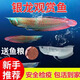 樂(lè )淘逸寵銀龍魚(yú)活體大中型熱帶觀(guān)賞魚(yú)魚(yú)缸寵物淡水風(fēng)水魚(yú)發(fā)財魚(yú)金龍魚(yú) 18-20銀龍+七彩龍各1發(fā)順豐