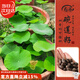 壽禾 開(kāi)口碗蓮種子水培已開(kāi)口魚(yú)缸植物荷花睡蓮綠植 開(kāi)口碗蓮種子10粒