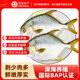 環(huán)球水產(chǎn) 南海金鯧魚(yú)700g 2條 BAP認證深海魚(yú) 冷凍 生鮮魚(yú)類(lèi)海鮮 家庭聚餐