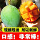 凱特大青芒果水果新鮮當季3/5/10斤裝整箱批發(fā) 帶箱9-10斤裝 大果【精選】
