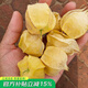 壽禾 東北姑娘果燈籠果種子洋菇娘黃金莓盆栽蔬菜陽臺盆栽秋冬季種籽 洋姑娘果種子 100粒