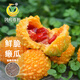 鳳鳴雅世小瀨瓜種子賴(lài)葡萄種籽庭院家庭瓜果蔬菜種籽金癩瓜種子20粒