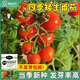 原起點(diǎn)矮生小番茄種子孑圣女果籽大全四季播種陽(yáng)臺盆栽水果種子家庭種植 矮生紅番茄種子50粒/袋