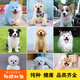 寵六福純種金毛邊牧柯基阿拉斯加薩摩耶拉布拉多柴犬比熊博美幼犬寵物狗 寵物級 定金 公