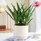 花翁盆栽室內凈化空氣花卉綠植物多肉美人蘆薈（浮雕雛菊盆）源頭直發(fā)