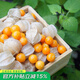 壽禾 東北姑娘果燈籠果種子洋菇娘黃金莓盆栽蔬菜陽臺盆栽秋冬季種籽 粒粒甜小黃菇娘種子 5g裝