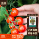 北蔬 矮生番茄種子苗蔬菜紅珍珠小西紅柿種籽 矮生盆栽紅番茄種子50粒