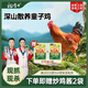 楊博士皖南小公雞童子雞凈重1.3斤 生鮮土雞雞肉仔雞胗炸雞烤雞食材食品 單只童子雞1.3斤以上