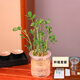 學(xué)生兒童幼兒園水培花生植物角發(fā)芽盒種植材作業(yè)觀(guān)察科學(xué)實(shí)驗盆栽 (種植盆+花生)1套