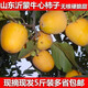 果木島山東沂蒙山牛心柿子硬脆甜無(wú)核柿子脆柿子新鮮現摘現發(fā)芒果柿子 5斤 90-180g