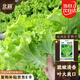 北蔬 生菜種子四季家庭種植蔬菜種子陽(yáng)臺種 卓脆玻璃生菜種子約2000粒