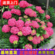 10年繡球花苗老樁無(wú)盡夏繡球花卉綠植盆栽陽(yáng)臺別墅庭院繡球花樹(shù)苗 玫紅媽媽 10年大苗【6-8分支】