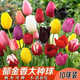行湘郁金香進(jìn)口大種球花卉 郁金香大球混色10粒 不含盆 源頭直發(fā)
