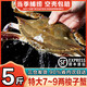 海澤鮮 舟山梭子蟹當(dāng)季鮮活 液氮瞬凍大規(guī)格梭子蟹冰鮮活凍大螃蟹 5斤 凈重*7-9兩/只 【個(gè)大肉多】
