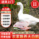 果鮮島鵝肉新鮮整只大白鵝土鵝殺后6-7斤白條鵝冷凍大鵝生鮮 源頭直發(fā)