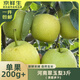 京鮮生河南翠玉梨 凈重3斤 單果200g+ 新鮮水果 源頭直發(fā)包郵