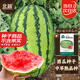 北蔬 大西瓜種子種苗秧南北方四季盆栽種籽 懶漢甜王西瓜種子約20粒