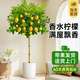 愛(ài)優(yōu)尚香水檸檬樹(shù)盆栽綠植大型室內客廳植物吸甲醛陽(yáng)臺四季好養源頭直發(fā)
