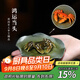 藏壺天下宜興紫砂變色螃蟹茶寵純手工精品原礦荷葉茶玩可養茶盤(pán)擺件 鴻運當頭