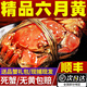【活蟹】陽(yáng)澄炯炯大閘蟹 鮮活特大螃蟹公蟹母蟹 海鮮水產(chǎn)生鮮 精品五元蟹20只-送5只0.9-1.2兩