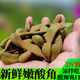 新鮮生酸角2斤包郵涼拌嫩酸豆角云南應季特產(chǎn)綠羅望子酸魚(yú)湯原料 1斤嘗鮮裝