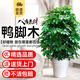 卉優(yōu)八方來(lái)財鴨腳木客廳綠植花卉室內大型鴨掌木七葉蓮植物發(fā)財樹(shù) 八方來(lái)財【叢生鴨腳木】0.9-1米+螺紋樹(shù)脂盆
