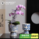 春生秋收高端品質(zhì)花盆高級感蝴蝶蘭專(zhuān)用青花陶瓷花盆復古多肉蘭花裝飾水培 蓮花高腳款（小號）