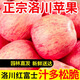 譽(yù)福園陜西洛川紅富士洛川紅蘋(píng)果富士新鮮水果生鮮陜西特產(chǎn)脆甜整箱平果 大果丨80-85mm丨老農推薦 8.5-9斤裝