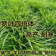 進(jìn)口黑麥草子種子籽高產(chǎn)牧草種子養豬牛羊雞鴨鵝草魚(yú)草籽四季常青 四倍體黑麥草一年生【小顆?！?10斤凈籽【高產(chǎn)高芽型】