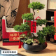 Only you【兩小時達】五層塔松盆栽青松綠植教師節(jié)禮物松樹盆景室內(nèi)植物 松鶴延年【精致造景五層塔松盆景】祝壽送禮推薦