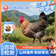 三德子好甄選【贈菌菇包】燉湯老母雞散養(yǎng)350天以上新鮮宰殺雞肉生鮮 單只大號(1.2-1.5kg)