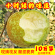 桃西村 當季野生豐縣大沙河蘋(píng)果金帥蘋(píng)果孕婦酸甜脆新鮮青蘋(píng)果丑水果 5斤 80mm(含)-85mm(不含)
