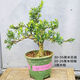 黃楊盆栽庭院老樁皺皮小葉四季常青植物葉黃楊陽(yáng)臺造型盆景定型 小葉雀舌黃楊（6年樁）已造型