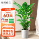 植男植女天堂鳥(niǎo)客廳辦公室內好養落地大盆栽真綠植物吸甲醛凈空氣源頭直發(fā)