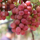 園緋【順豐空運】遼寧錦州妮娜皇后葡萄 無(wú)籽紅提紅寶石提子生鮮水果 凈重1斤【單果15g+】【順豐快遞