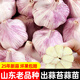 大禹大蒜種子老品種紫紅皮大祘頭批發(fā)蒜種蒜頭山東正宗香蒜出蒜苔蒜苗 蒜頭大蒜種子2斤 出蒜苔蒜苗