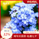 虹越（HONGYUE） 藍(lán)雪花盆栽花園陽臺垂吊裝飾花卉多年生易養(yǎng)耐熱觀賞期長 【2盆裝】藍(lán)雪花 160#