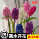 開(kāi)時(shí)果 進(jìn)口風(fēng)信子種球水培套裝 室內外桌面秋冬水養耐寒花卉植物盆栽 紅色風(fēng)信子【贈水培瓶+營(yíng)養液】