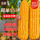 北蔬 玉米種子苗鄭單958大棒抗旱倒苞米籽 鄭單958種子3斤(500gx3包)