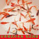 懶人養(yǎng)小草金活好養(yǎng)耐活冷水鸚鵡鯽鯉觀賞錦淡水紅錦魚養(yǎng)殖桶袋裝 3-5cm草金5條（送飼料）