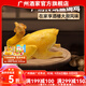 廣州酒家鹽焗雞/豉油雞520g  廣式正宗清遠(yuǎn)雞 方便菜預(yù)制菜加熱即食懶人 鹽焗雞520g