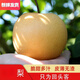 【脆甜多汁】現(xiàn)摘正宗秋季月豐水梨新鮮冰糖梨子現(xiàn)摘孕婦水果 精選單果200g+ 5斤帶箱 凈重4.5斤