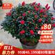 聽(tīng)雪樓特大杜鵑花盆栽老樁樹(shù)苗陽(yáng)臺室外耐寒庭院 國旗紅冠40-45高40左右 不含盆
