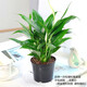 OUOETY一帆風(fēng)順白掌盆栽綠蘿花卉植物室內花水培綠植好養發(fā)財樹(shù)吸除甲醛 精品白掌1株(原盆)肥料 含盆
